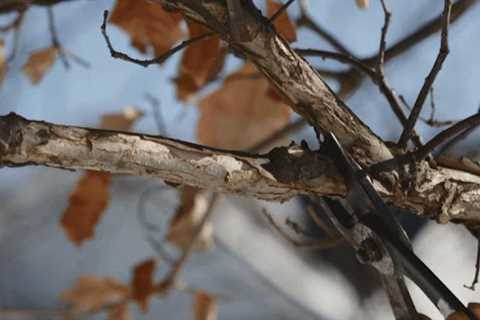 Cairns Tree Lopping Pros