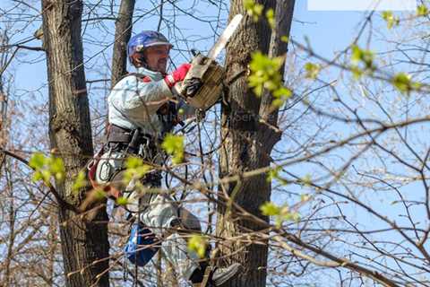 Lynchburg Tree Service Launches New Website