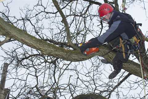 Genesis Tree Service Ashburn