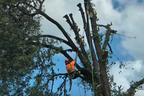 Genesis Tree Service Leesburg