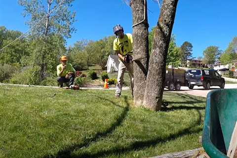 Ashburn Arborist Genesis Tree Service Updates Website To Better Serve Customers