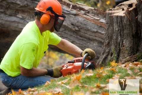 AAA Tree Lopping Ipswich Offers Tree Trimming and Removal Services in Ipswich, Queensland, Australia