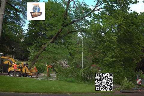Genesis Tree Service Leesburg