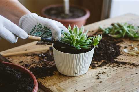 How to Propagate Succulents from a Cutting, Leaf or Pup