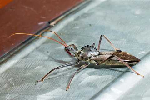 What To Know About Assassin Bugs