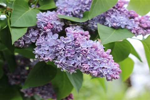 How To Grow and Care for Lilac Bushes