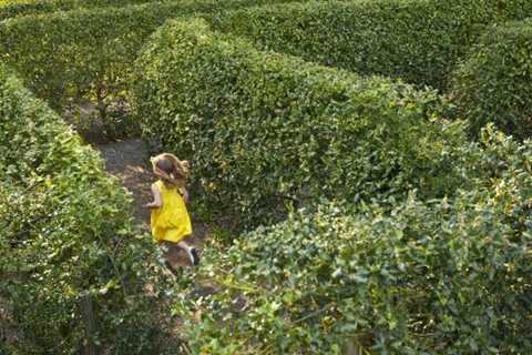 How To Make a Hedge Maze in Your Backyard