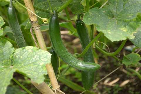 How To Grow Cucumbers