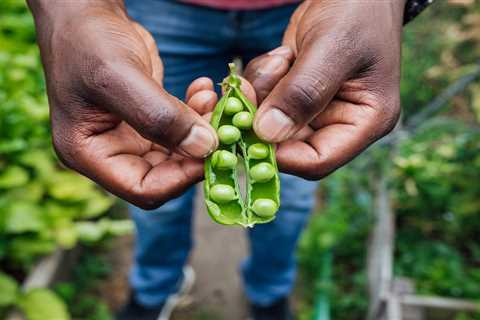 How To Grow Peas