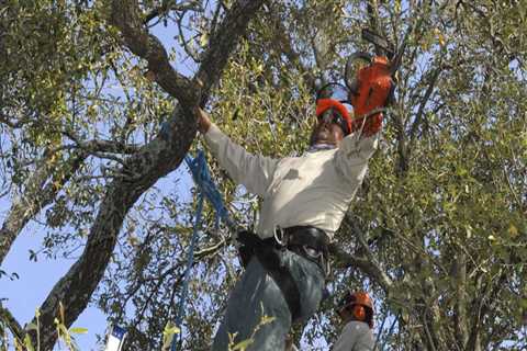 At what time of year can trees be cut down?