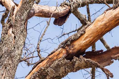 How can you tell if a tree is dangerous?