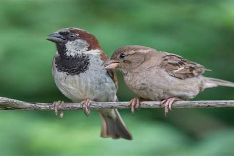 Why You Don’t Want House Sparrows in Your Backyard