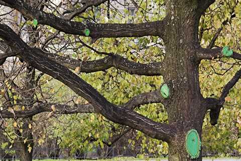 How many steps are there in cutting down trees?