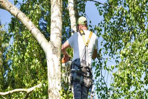 What is the professional name for a tree trimmer?