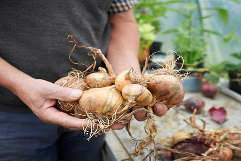 How To Grow Onions