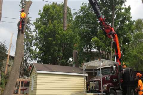 What size crane for tree removal?