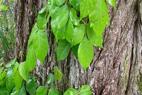 Does poison ivy kill trees?
