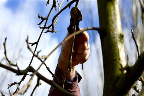 Why tree pruning is important?