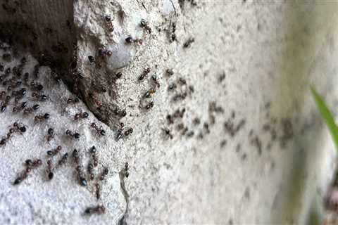 Are pest control companies worth the money?