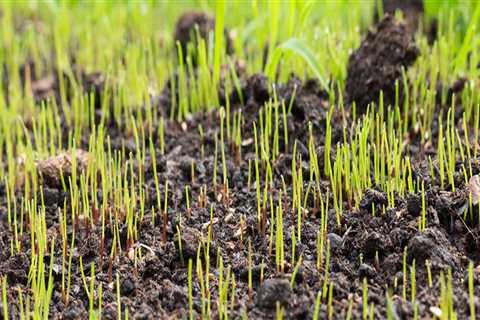 How grass seed germinates?