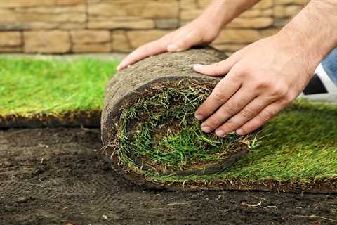 Types of Sod for Your Lawn