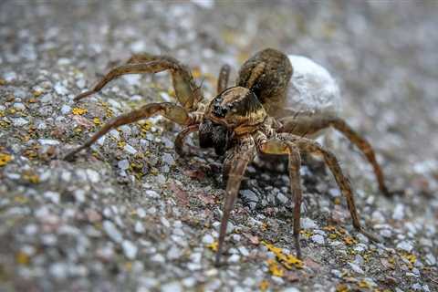 Homeowner's Guide To Wolf Spiders