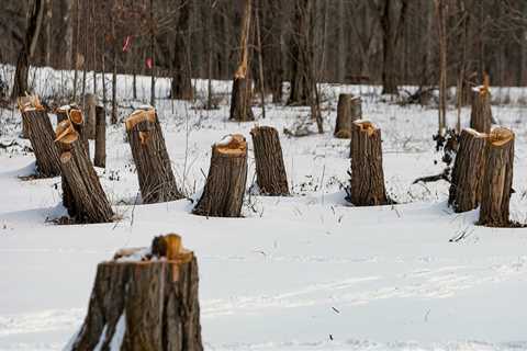 Is it better to cut trees down in winter?