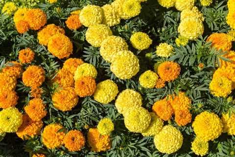 How To Plant and Care for Marigold Flower Seeds