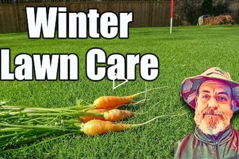 Winter Lawn Care - Nasty Lawn Clean Up