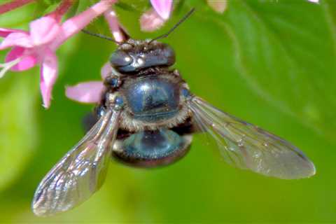 What Are Blue Bees and Where Do You Find Them?