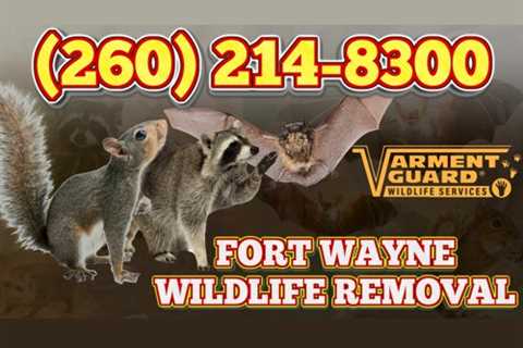 Wildlife Removal Fort Wayne (260) 214-8300
