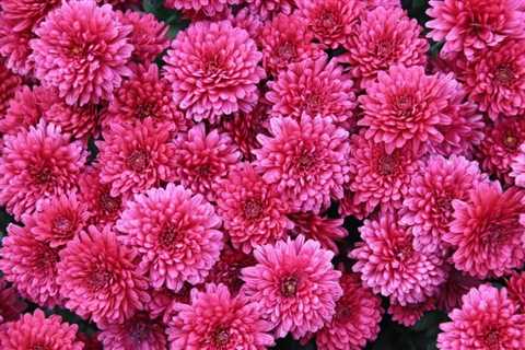 Are Mums Perennials?