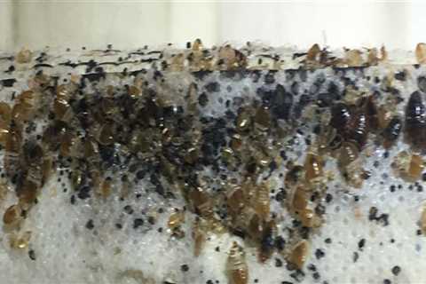 What kills bed bug eggs on contact?