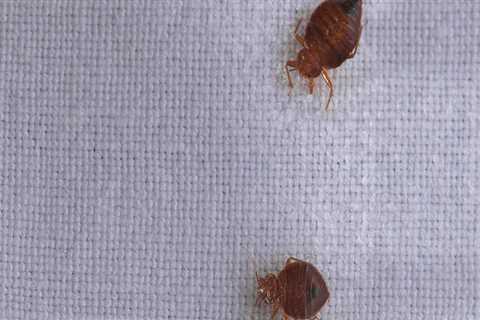 What is the quickest way to get rid of bed bugs?