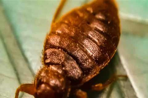 How do you know if bed bug treatment is working?