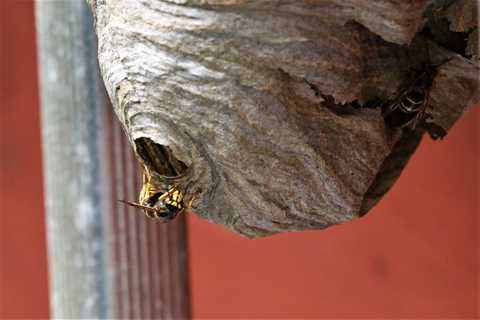 The Strangest Places You Might Find Wasps Nests