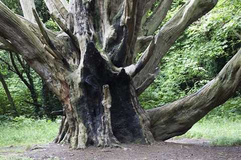 Ebdon Tree Surgeons Commercial And Residential Tree Contractor