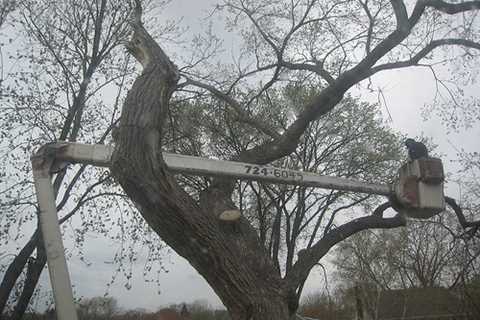 Long Cross Tree Surgeon Residential And Commercial Tree Services