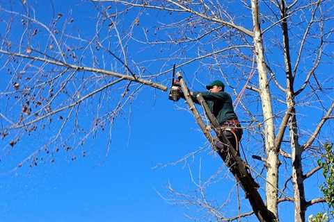 Tree Surgeon in Strode 24 Hour Emergency Tree Services Felling Dismantling & Removal