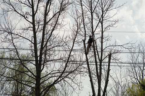 Tree Surgeon in Street Residential And Commercial Tree Pruning And Removal Services