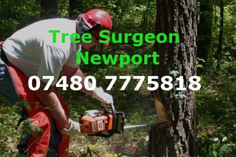 Tree Surgeon Ynysddu