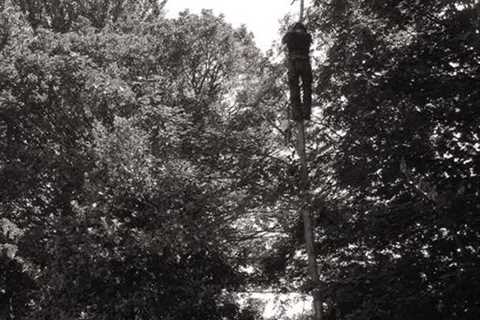 Tree Surgeon Crossways