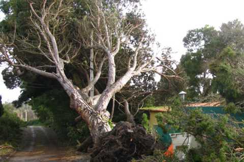 Tree Surgeon Bronllys