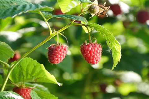 How To Grow Raspberries