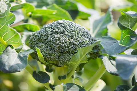 How To Grow Broccoli in Your Vegetable Garden