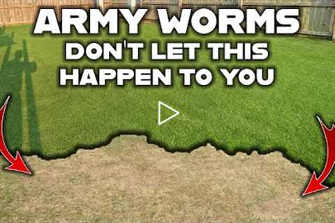 Here's how to keep ARMY WORMS from destroying your LAWN! Simple steps to protect your green grass.
