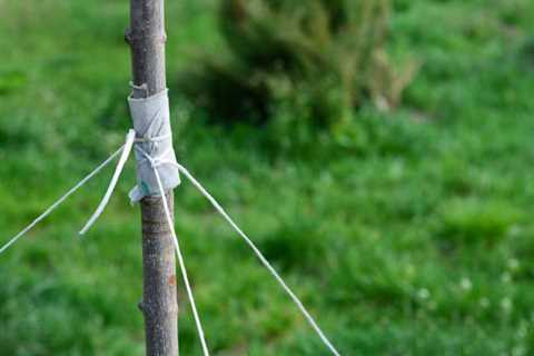 How To Properly Stake A Newly-Planted Tree - AAA Tree Lopping Ipswich