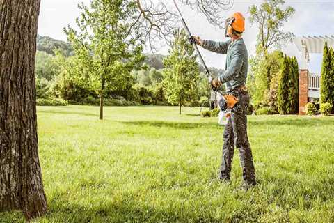 What is tree maintenance?