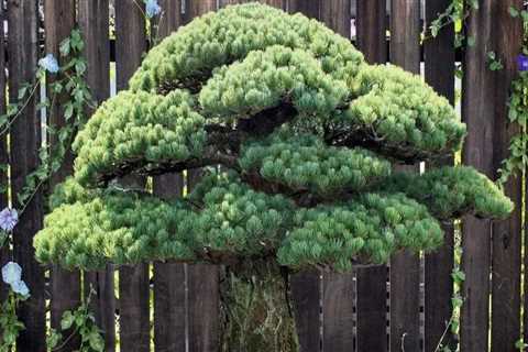 What is the longest living bonsai tree?