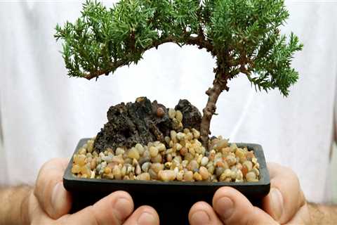 How do i care for a bonsai tree?